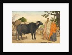 Two women and a buffalo in the village of Rania by Unknown