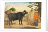 Two women and a buffalo in the village of Rania by Unknown