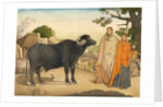 Two women and a buffalo in the village of Rania by Unknown