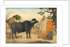 Two women and a buffalo in the village of Rania by Unknown