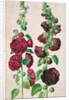 Hollyhocks by Johann Jakob Walther