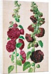 Hollyhocks by Johann Jakob Walther