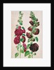 Hollyhocks by Johann Jakob Walther