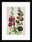 Hollyhocks by Johann Jakob Walther