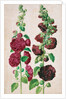 Hollyhocks by Johann Jakob Walther
