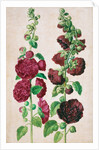 Hollyhocks by Johann Jakob Walther