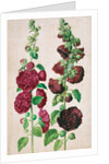Hollyhocks by Johann Jakob Walther