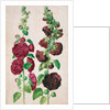 Hollyhocks by Johann Jakob Walther