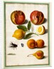 Pomegranates by Johann Jakob Walther