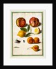 Pomegranates by Johann Jakob Walther