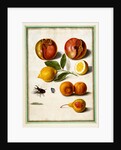 Pomegranates by Johann Jakob Walther