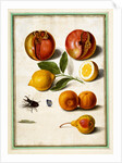 Pomegranates by Johann Jakob Walther
