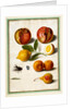 Pomegranates by Johann Jakob Walther