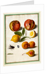 Pomegranates by Johann Jakob Walther