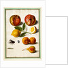Pomegranates by Johann Jakob Walther