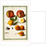 Pomegranates by Johann Jakob Walther
