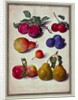 Plums by Apples and Pears