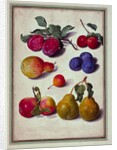 Plums by Apples and Pears