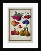 Plums by Apples and Pears
