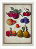 Plums by Apples and Pears