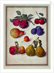 Plums by Apples and Pears