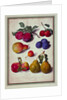 Plums by Apples and Pears