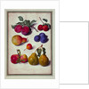 Plums by Apples and Pears