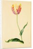 Study of a Tulip by Mary Moser