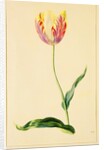 Study of a Tulip by Mary Moser