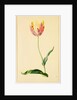 Study of a Tulip by Mary Moser