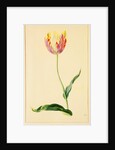 Study of a Tulip by Mary Moser