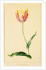Study of a Tulip by Mary Moser