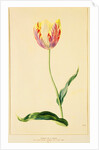 Study of a Tulip by Mary Moser