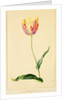 Study of a Tulip by Mary Moser