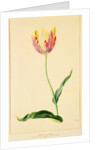 Study of a Tulip by Mary Moser
