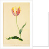 Study of a Tulip by Mary Moser