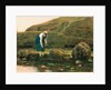 The Winkle Collector by John Dawson Watson