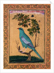 A Green Majore on a tree-trunk by Riza 'Abbasi