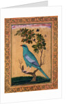 A Green Majore on a tree-trunk by Riza 'Abbasi