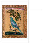 A Green Majore on a tree-trunk by Riza 'Abbasi