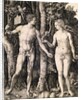 Adam and Eve by Albrecht Durer