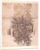 Potted Plant drawing of a dahlia with lush leaves by William Morris