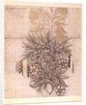 Potted Plant drawing of a dahlia with lush leaves by William Morris