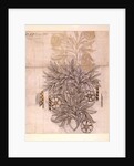 Potted Plant drawing of a dahlia with lush leaves by William Morris