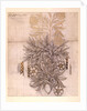 Potted Plant drawing of a dahlia with lush leaves by William Morris