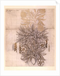 Potted Plant drawing of a dahlia with lush leaves by William Morris