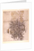 Potted Plant drawing of a dahlia with lush leaves by William Morris