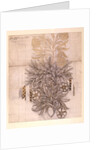 Potted Plant drawing of a dahlia with lush leaves by William Morris