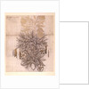 Potted Plant drawing of a dahlia with lush leaves by William Morris