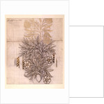 Potted Plant drawing of a dahlia with lush leaves by William Morris